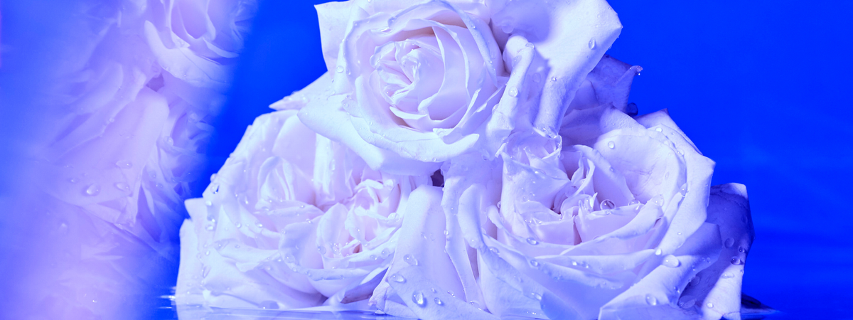 The Rosey Reset